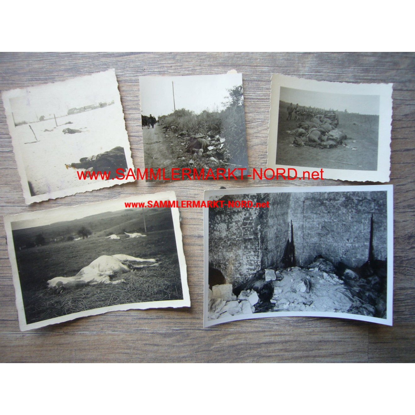 5 x photo of dead soldiers & horses